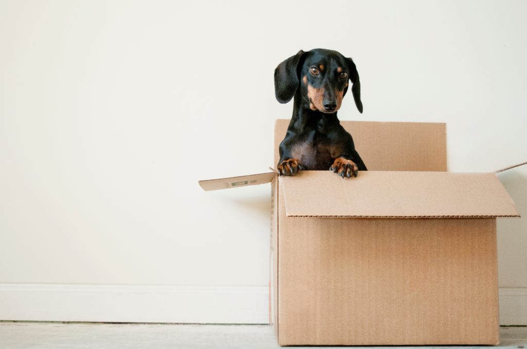 How to help your pet on moving day